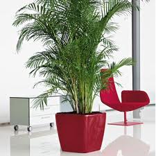 Areka pálma (Areca lutescens)
