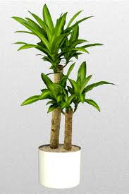 Dracéna, sárkányfa (Dracaena fragrans és D. marginata)