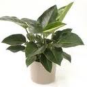 Filodendron (Philodendron sp.)