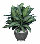 Rákvirág (Aglaonema commutatum)