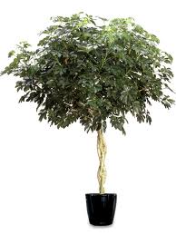 Sugárarália (Schefflerar arboricola)