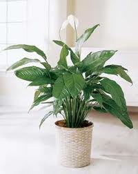 Vitorlavirág (Spathiphyllum sp.)