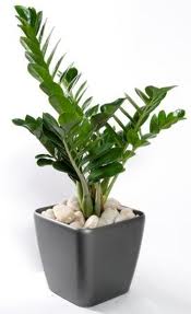 Zamionpálma (Zamioculcas zamiifolia)